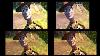 Toy Story Vhs Vs Vcd Vs Dvd Vs Blu-ray